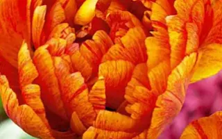 Sun Lover / Сун Ловэр