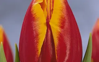 Sunlife / Сунлифэ