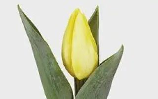 Sunny Prince / Суннь Принцэ