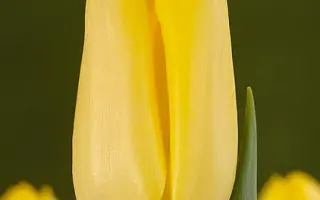 Sunray / Сунраь