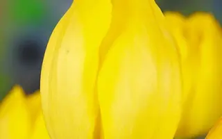 Sunset Boulevard / Сунсэт Боулэвард