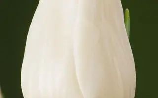 Sunset Survive / Сунсэт Сурвивэ