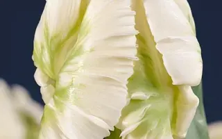 Super Parrot® / Супэр Паррот®