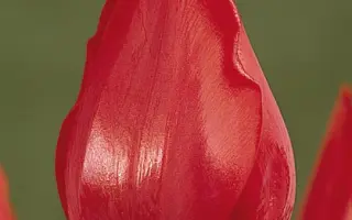 Supercup / Супэрцуп