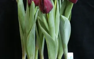 Supri Black / Супри Блацк