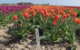 Supri Jewel / Супри Еwэл