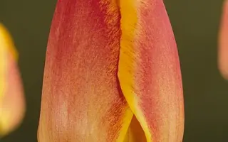 Surprise / Сурприсэ