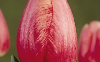 Surprise Star / Сурприсэ Стар