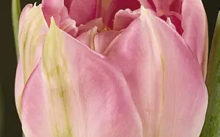 Sven Dahlman / Свэн Даhлман