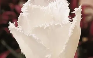 Swan Wings / Сwан Wингс