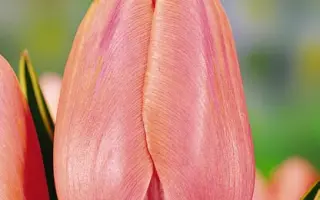 Swarovski / Сwаровски