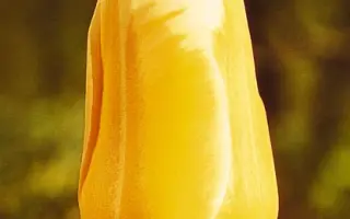 Sweet Harmony / Сwээт Hармонь