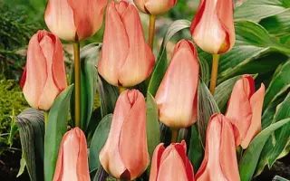 Sweet Lady / Сwээт Ладь