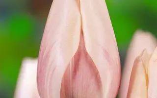 Sweet Love / Сwээт Ловэ