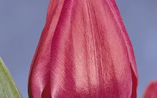 Sweet Rosy / Сwээт Рось