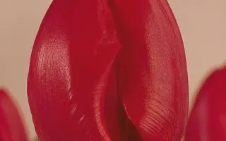 Sweetest Spring / Сwээтэст Спринг