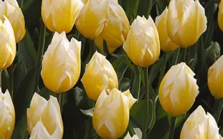 Sweetheart / Сwээтhэарт