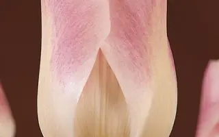 Sweety / Сwээть