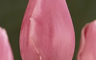 Swinging World / Сwингинг Wорлд