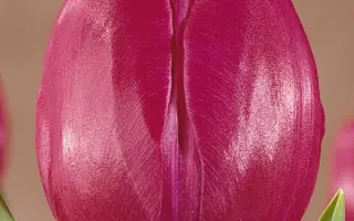 Sjakamaro / Сякамаро