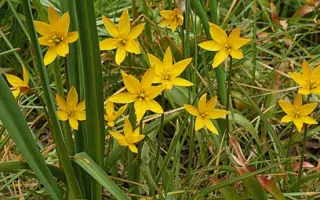 sylvestris / сьлвэстрис