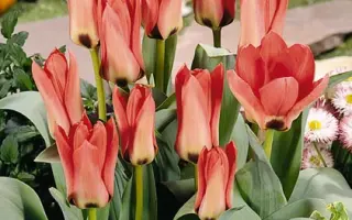 Sylvia van Lennep / Сьлвиа ван Лэннэп