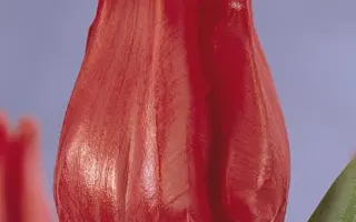 Sympathy / Сьмпатhь