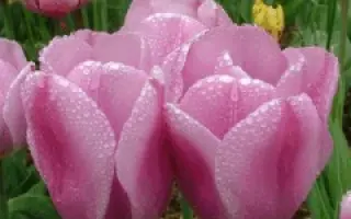 Synaeda Amor / Сьнаэда Амор