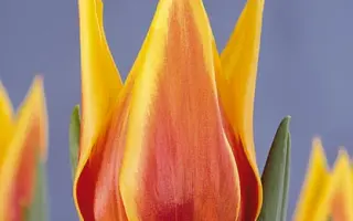 Synaeda King / Сьнаэда Кинг