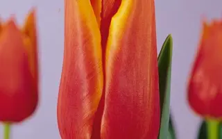 Synaeda Orange / Сьнаэда Орангэ