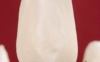 Synaeda Show / Сьнаэда Шоw