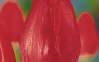 Synaeda State / Сьнаэда Статэ