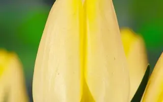 Synaede Finn / Сьнаэдэ Финн