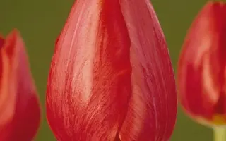 Tahiti / Таhити