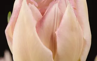 Tailleux / Таиллэуx