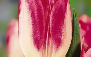 Tamara / Тамара