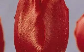 Tambour MaГ®tre / Тамбоур МаГ®трэ