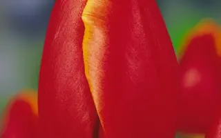 Tancu Ciller / Танцу Циллэр