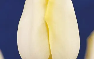 Telemark / Тэлэмарк