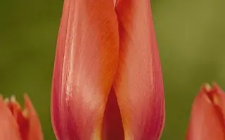 Temple of Beauty / Тэмплэ оф Бэауть