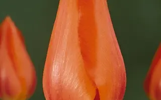 Temple's Favourite / Тэмплэ'с Фавоуритэ