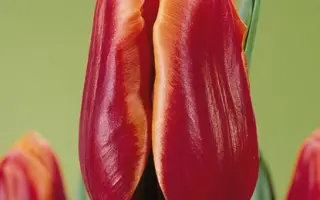 Tennessee / Тэннэссээ