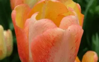 Tequila Sunrise / Тэqуила Сунрисэ