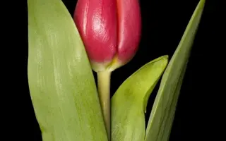 Tetry Lucky Tetraploide / Тэтрь Луцкь Тэтраплоидэ