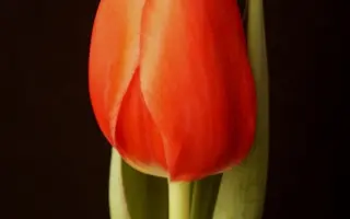 Tetry Rosy / Тэтрь Рось