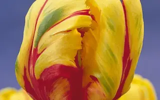 Texas Flame / Тэxас Фламэ