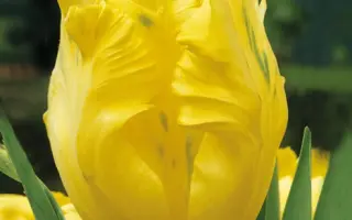 Texas Gold / Тэxас Голд