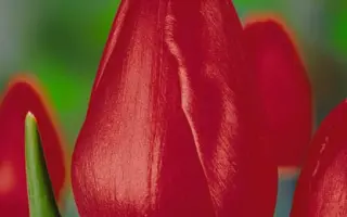 The Cure / Тhэ Цурэ