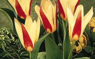 The First / Тhэ Фирст