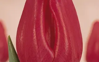 The Mounties / Тhэ Моунтиэс